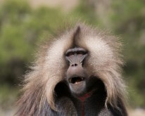 Simien Nationalpark