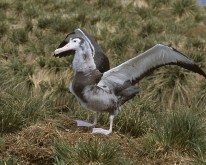 Antarktis_Dez01_028
