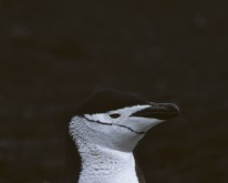 Antarktis_Dez01_048