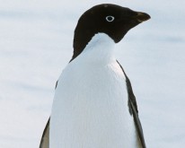 Antarktis_Dez01_140
