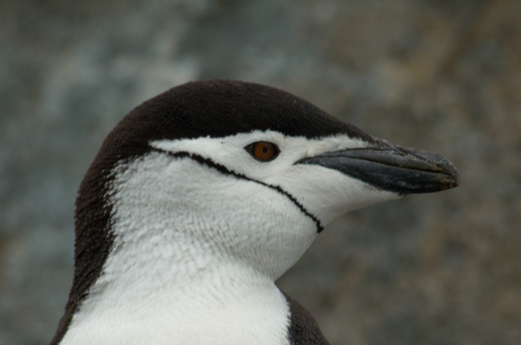 Antarktis_1037.jpg