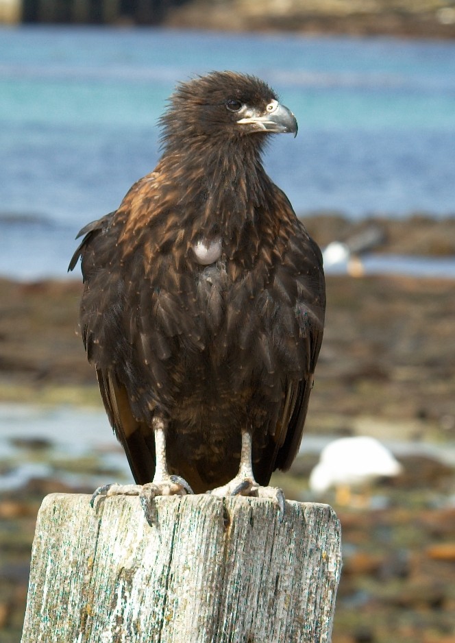 Antarktis_14.jpg