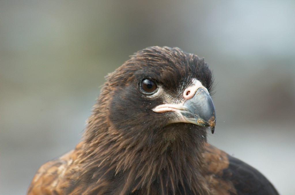 Antarktis_20.jpg