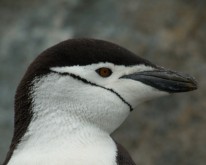 Antarktis_1037