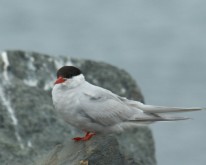 Antarktis_1047