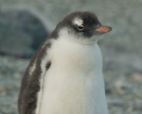 Antarktis_1163