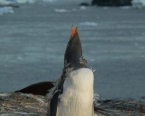 Antarktis_1182
