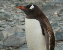Antarktis_1221