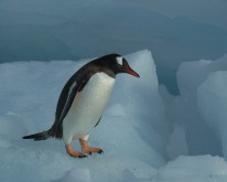 Antarktis_1235