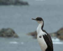 Antarktis_1626