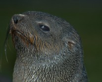 Antarktis_363