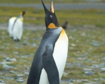 Antarktis_403