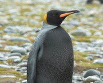 Antarktis_410