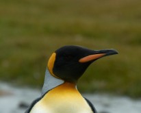 Antarktis_503