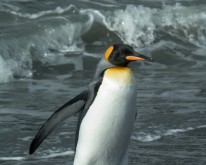 Antarktis_558