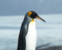 Antarktis_601