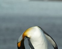 Antarktis_695