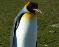 Antarktis_772
