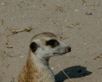 _DSC0271