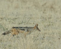 _DSC0305
