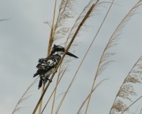 _DSC0340