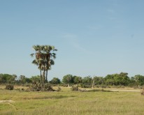 _DSC0352