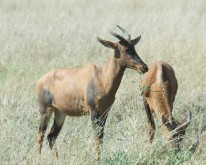 _DSC0477