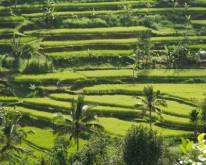 Java  - Bali