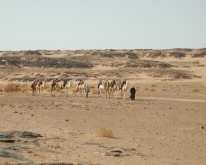 BILD51