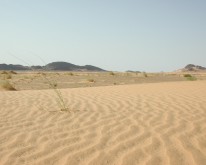 DSCN0039