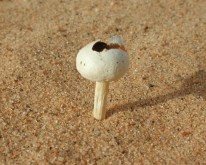 DSCN0088
