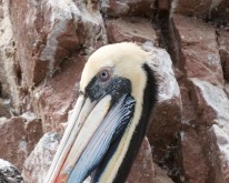 ISLAS BALLESTAS