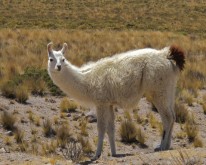 IMG_0290