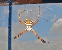 IMG_1029