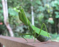 IMG_1039