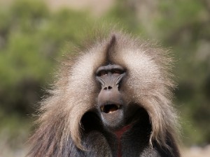 Simien Nationalpark