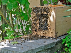 Bienenvolk 24.5.2009