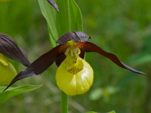 Frauenschüeli 17.5.2012