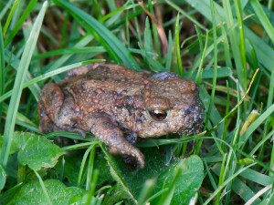 Garten 23.9.2012