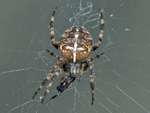 Kreuzspinne 24.9.2009