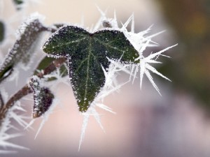 Raureif 17.1.2009