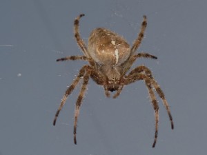Spinne 10.9.2014