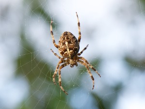 Spinne 24.9.2012