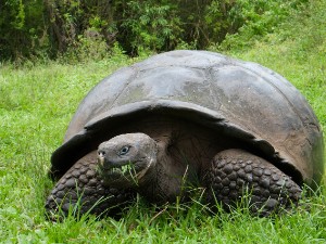Galapagos