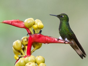 Equador, Galapagos 2014
