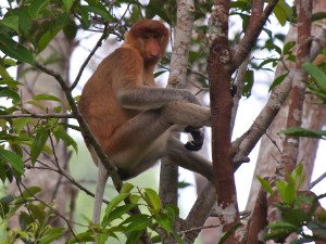 Borneo