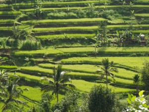 Java - Bali