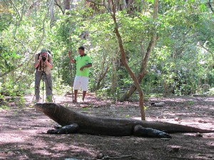Komodo - Rinca
