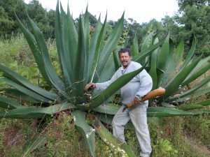 Pulque - Agavenwein