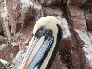 ISLAS BALLESTAS